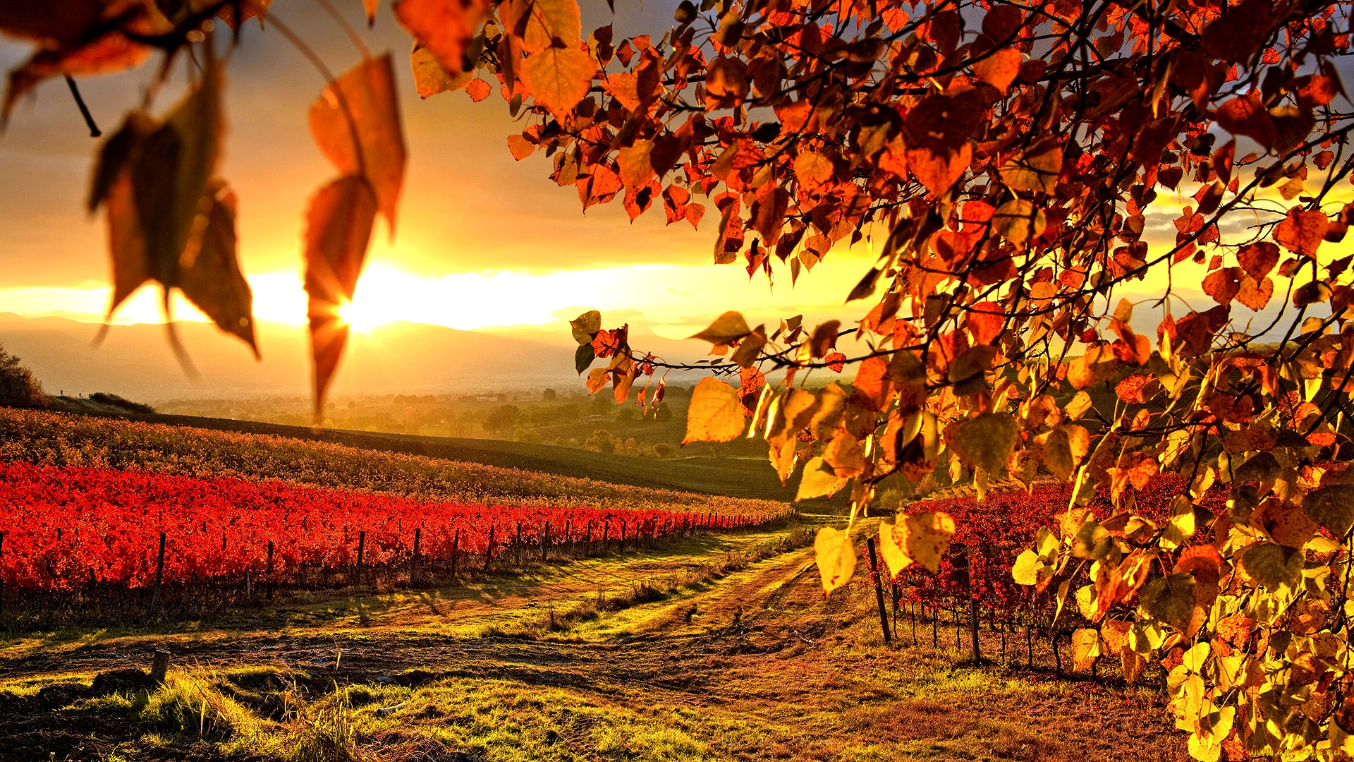 vineyard, in, autumn, , , , 